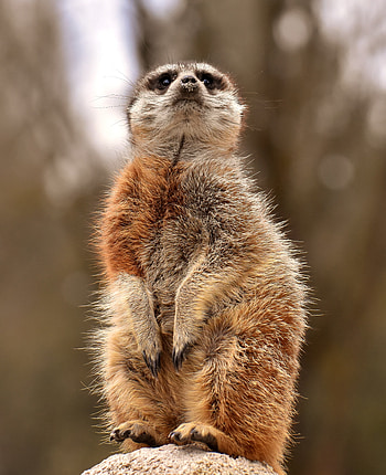 Animals, Animal, Cool, Worth, Meerkat, Surikat HD phone wallpaper