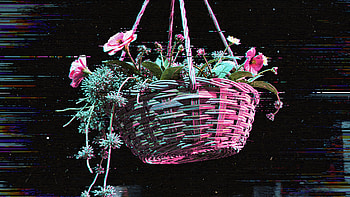 Glitch Bloom Hanging Basket —, Flower, Plant HD wallpaper