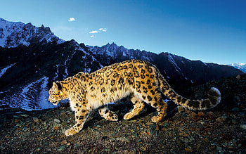 Animals, Snow Leopard HD wallpaper