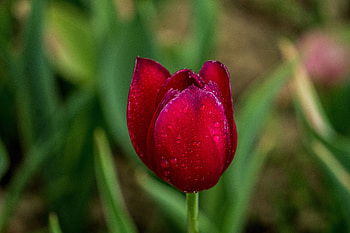 Flowers, Drops, Bud, Tulip HD wallpaper