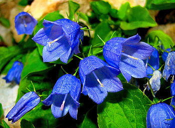 Blue bells, summer, blue, garden, beautiful, flowers, bells HD wallpaper