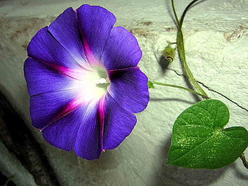 Ipomoea flower, (Morning glory)., convolvulus, petal, purple, ipomoea, tendril, flower, nature, morning glory, leaf, heart, climber HD wallpaper