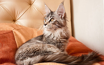 Animals, Cat, Fluffy, To Lie Down, Lie, Sofa HD wallpaper