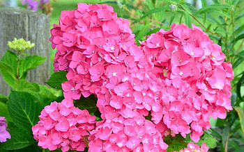 Pink hydrangea, Floral elegance, Delicate blooms, Nature's masterpiece HD wallpaper