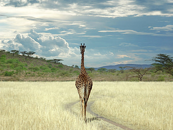 Animals, Sky, Giraffes HD wallpaper