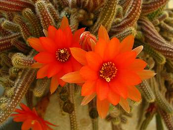 Orange Cactus Flower, beautiful, orange, cactus, flower HD wallpaper