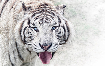 Bengal tiger, winter, wildlife, predators, white tiger, bokeh, tigers, Panthera tigris tigris HD wallpaper