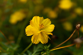 Flowers, Flower, Blur, Smooth, Kosmeya, Cosmos HD wallpaper
