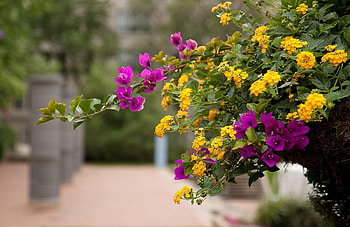 Flowers, Blur, Smooth, Bloom, Flowering, Alley, Bougainvillea, Lantana, Lanthanum HD wallpaper