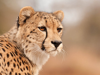 Cheetah, animal, wildlife, head, feline HD wallpaper