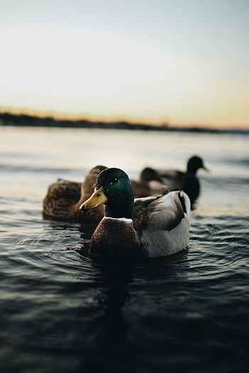 Peaceful scene of mallard ducks swimming on a tranquil lake during sunset. HD phone wallpaper