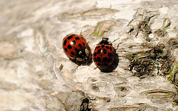 Insects, Ladybugs, Macro, Sit, Couple, Pair HD wallpaper