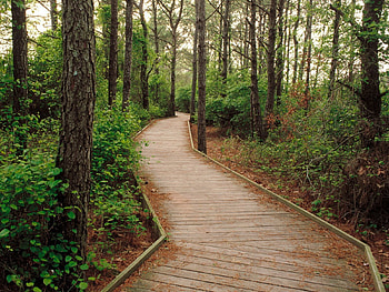 Nature, Trees, Forest, Path, Trail, Track HD wallpaper