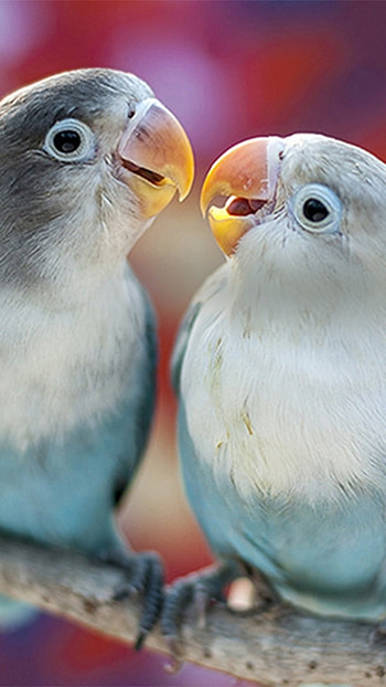 Love Birds, Cute, Birds HD phone wallpaper