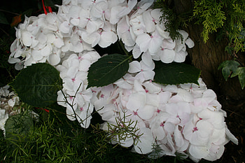 White Hydrangeas garden, white, graphy, hydrangea, green, Flowers HD wallpaper