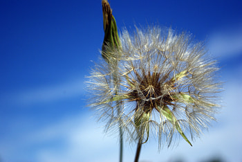 sky, nature, flowers, dandelion HD wallpaper