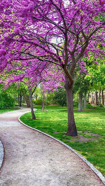 Spring, Violet Flower HD phone wallpaper