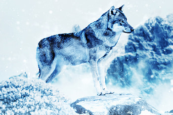 Animals, Art, Predator, Wolf, hop HD wallpaper