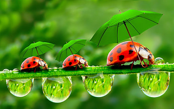 In a rainforest, you need un umbrella, umbrellas, spotty, black, bugs, rain, red, nature, lady bug, green, water HD wallpaper