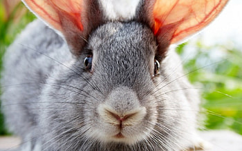 Rabbit, ears, whiskers, nose HD wallpaper