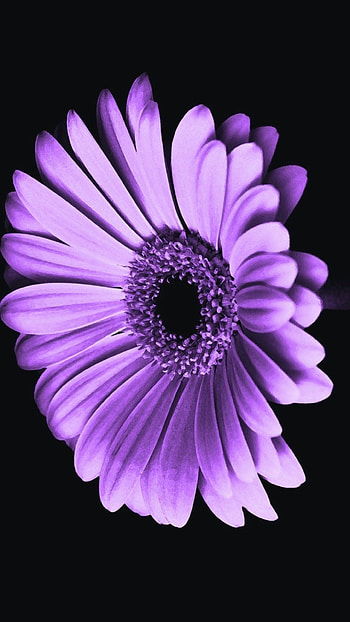 Purple daisy, Nature's beauty, Vibrant colors HD phone wallpaper