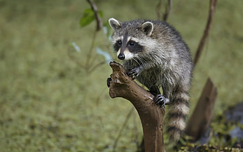 Nature's explorer, Charming creature, background, Wild and HD wallpaper