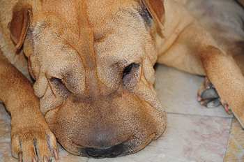 sleeping dog, dog, zzzzz, closeup, sleeping HD wallpaper