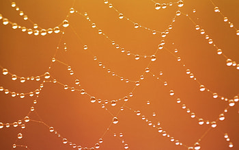 Web, texture, autumn, spider, water drops, dew, orange HD wallpaper