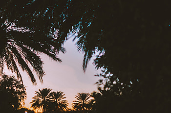 Twilight, Palms, Dark, Dusk, Evening, Tropics HD wallpaper