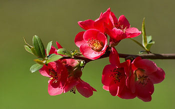 Plants, Flowers HD wallpaper