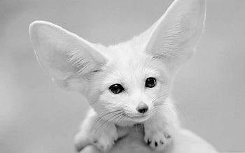 Best fox for Mac, High-quality selection, , Mac-compatible HD wallpaper