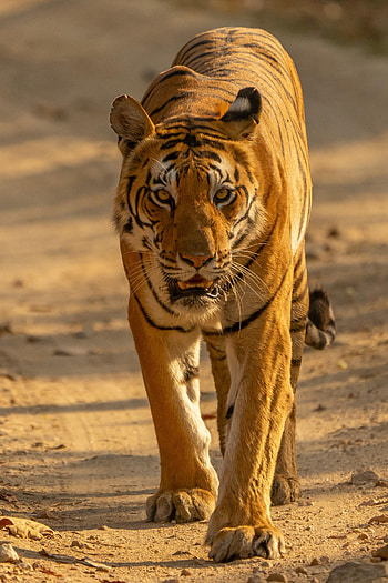 Animals, Muzzle, Predator, Big Cat, Sight, Opinion, Tiger HD phone wallpaper