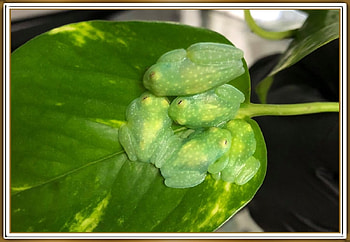 CUTE GLASS FROGS, NATURE, FROGS, , FRAMED HD wallpaper