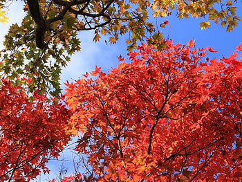 Nature, Trees, Autumn, Leaves HD wallpaper