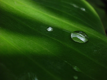 Plant, Macro, Drop, Dew HD wallpaper