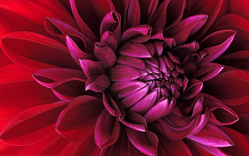Plants, Flowers HD wallpaper