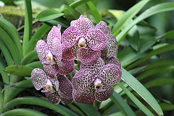Orchid, pyae phyoo, hammock, aye thiri san, britney spears HD wallpaper