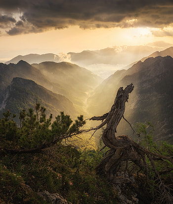 Nature, Mountains, Clouds, Wood, Tree, Fog HD phone wallpaper