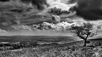 black and white scape, valley, black and white, clouds, meadow, tree HD wallpaper
