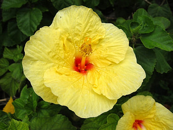 Yellow Hibiscus, nature, flowers, hibiscus, yellow HD wallpaper
