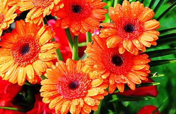Pretty gerberas, beautiful, orange, nice, leaves, pretty, petals, nature, flowers, gerbera, lovely HD wallpaper
