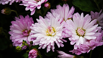 Pink Chrysanthemum Flowers Dew Drop On Petals Flowers HD wallpaper