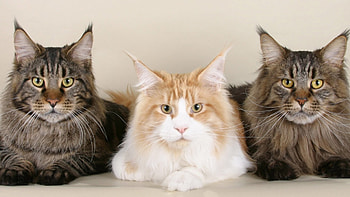 Three friends, cute, cat, pet, three HD wallpaper