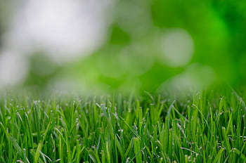 A close-up view of vibrant green grass with a blurred bokeh background. HD wallpaper