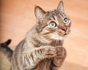 Cute Cat, animal, cute, cat, pet HD wallpaper