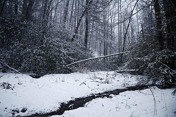 Nature, Rivers, Forest, Creek, Brook, Winter Forest HD wallpaper