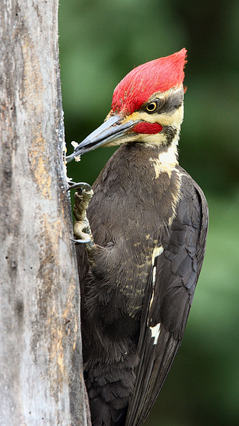 Woodpecker, Red Hair Bird HD phone wallpaper