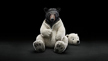 Bear, Ultra , background HD wallpaper