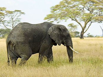 Animals, Grass, Field, Stroll, Elephant HD wallpaper