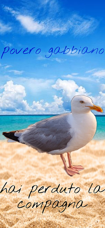 Povero gabbiano, cloud, seagull, italia, sanremo, sanremo2022, poverogabbiano, brividi, maneskin, napoli HD phone wallpaper